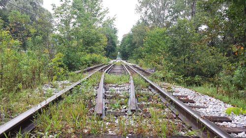 Railroad track in forest