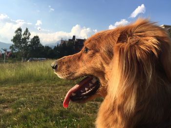 Side view of dog sticking out tongue at grassy field