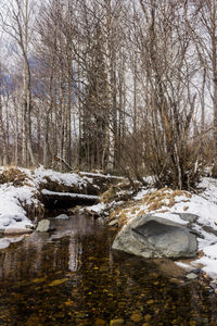 Snow covered trees in forest