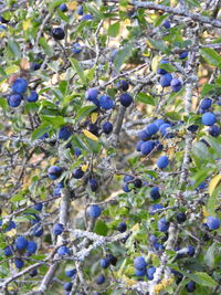 Close-up of berries on plant