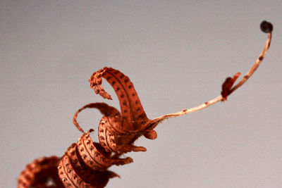 Low angle view of crab on twig against clear sky