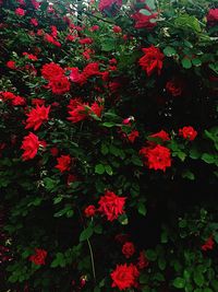 Red flowers