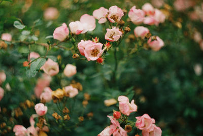 A pink rose bush