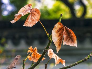 Close-up of leaves on twig