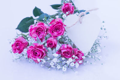 Close-up of pink flowers against white background