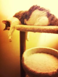 Cat looking away