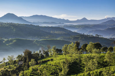 Beautiful morning view with blue sky in the mountains around the tea plantation
