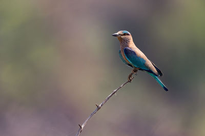 Close-up of kingfisher perching on stem