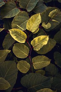 Full frame shot of leaves