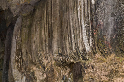 Full frame shot of tree trunk