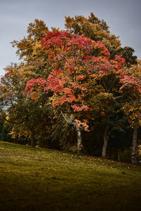 Trees in park during autumn