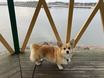 Portrait of dog standing on boardwalk