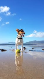 Dog on beach