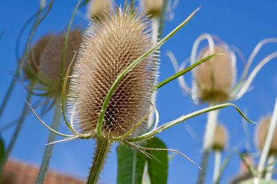 Close-up of plant against blue sky