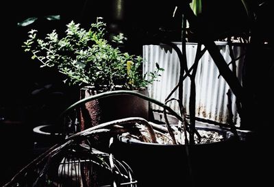 Potted plants at night