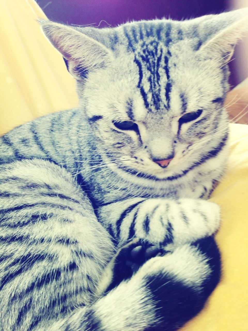 animal themes, domestic animals, mammal, pets, one animal, domestic cat, indoors, feline, relaxation, cat, resting, bed, lying down, sleeping, close-up, whisker, white color, animal head, eyes closed, animal body part