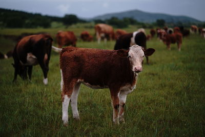 Calf standing on grassy field