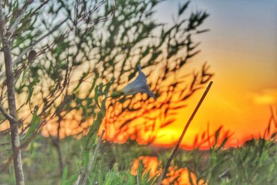 Close-up of flowers on field against sky during sunset