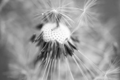 Close-up of dandelion