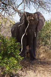 Elephant amidst trees