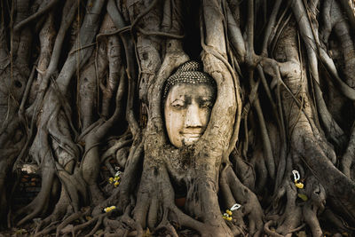 Statue in tree trunk