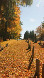 Trees against sky during autumn