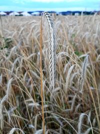 Close-up of stalks in field