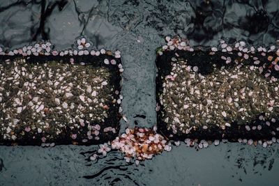 High angle view of petals meguro river bank