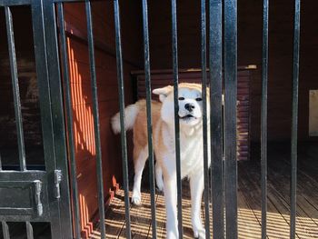 Portrait of dog in cage