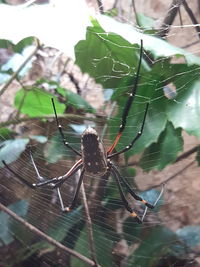 Close-up of spider on web