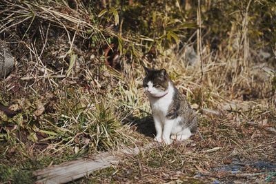 Cat looking away on field