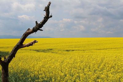 Scenic view of oilseed rape field against sky