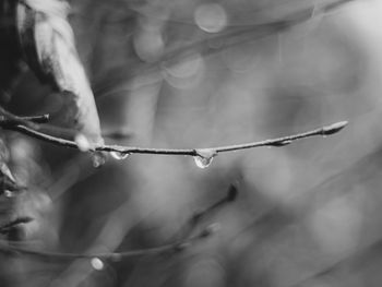 Close-up of water drops on plant leaves