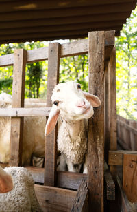 Funny sheep at the barn. animal portrait.