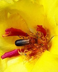 Close-up of insect on yellow flower