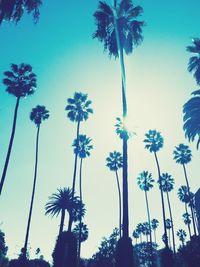 Low angle view of palm trees against blue sky