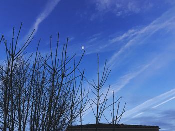 Low angle view of bare trees against blue sky