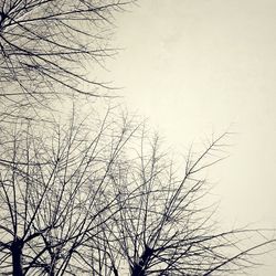 Low angle view of tree against sky