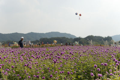 Scenic view of flowers in field against clear sky