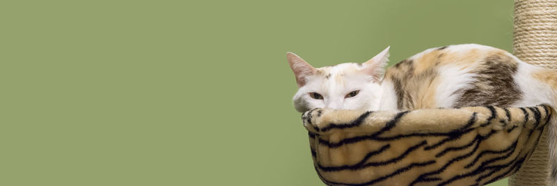 Close-up of cat relaxing against wall
