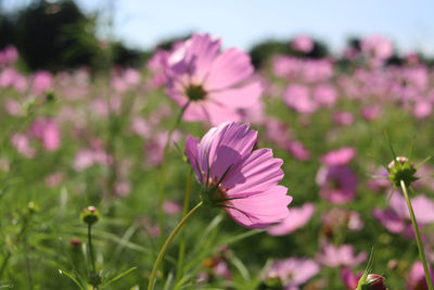 Close-up of pink flower on field