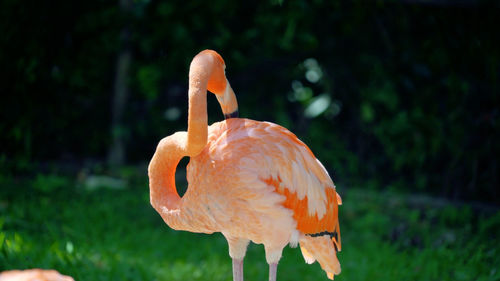 Close-up of a bird on field