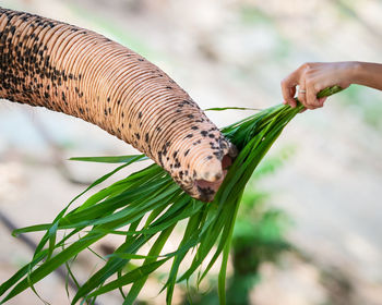 Close-up of hand holding plant