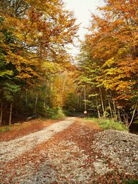 Autumn leaves on road