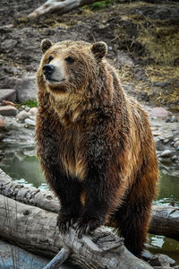Grizzly bear at hogle zoo