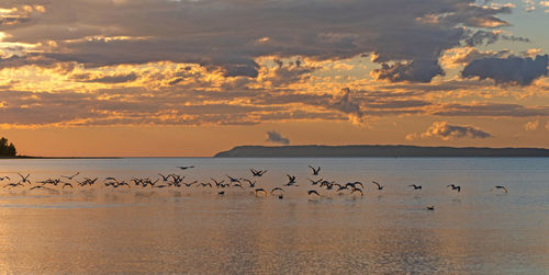 Flock of birds in sea at sunset