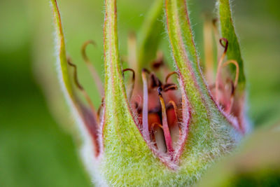 Close-up of plant against blurred background