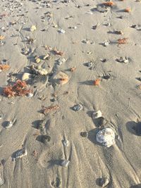 High angle view of shells on beach