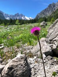 Close-up of purple flowering plant against rocky mountains