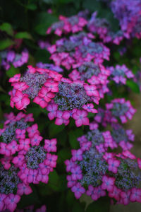 Close-up of pink hydrangea flowers